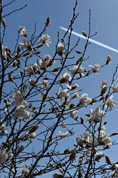 Delicate white magnolia blossoms and buds on slender branches set against a clear blue sky