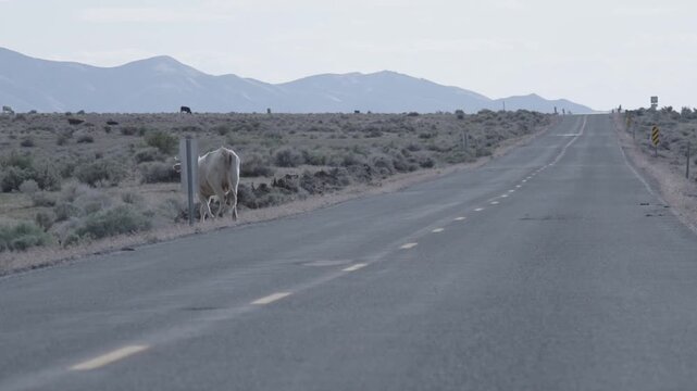 Cattle Herd Crossing Rural Desert Road in Cinematic 4K - Lonely Highway Cattle - Empty Desert