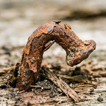 A rusty nail