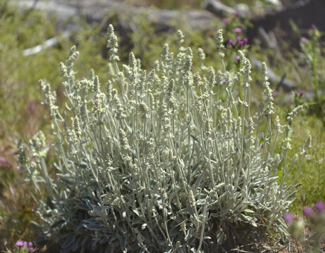 Flora of Gran Canaria -  Sideritis dasygnaphala, white mountain tea of Gran Canaria, endemic