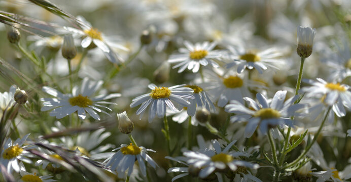 Flora of Gran Canaria -  Argyranthemum, marguerite daisy endemic to the Canary Islands
