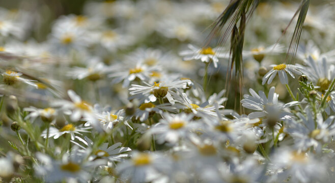 Flora of Gran Canaria -  Argyranthemum, marguerite daisy endemic to the Canary Islands
