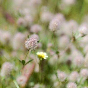 Flora of Gran Canaria -  Trifolium arvense, rabbitfoot clover ground cover natural macro floral background
