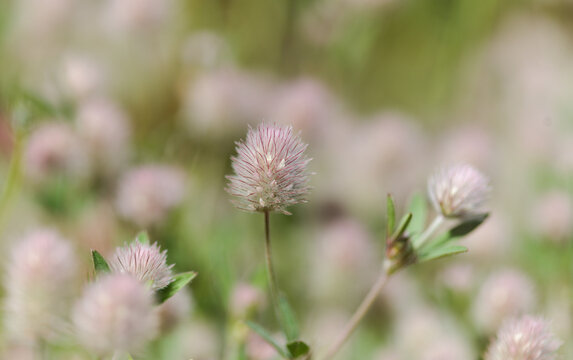 Flora of Gran Canaria -  Trifolium arvense, rabbitfoot clover ground cover natural macro floral background
