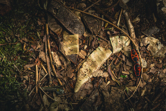 Pair of Pyrrhocoris apterus mating on the forest ground