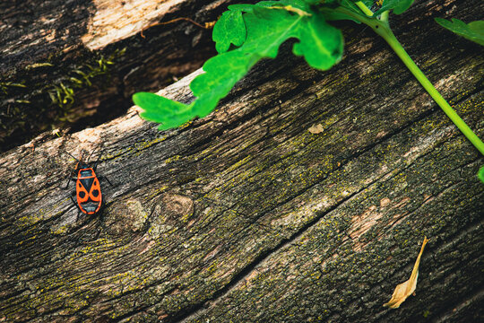 Pyrrhocoris apterus observing a green plant growing on a wooden surface