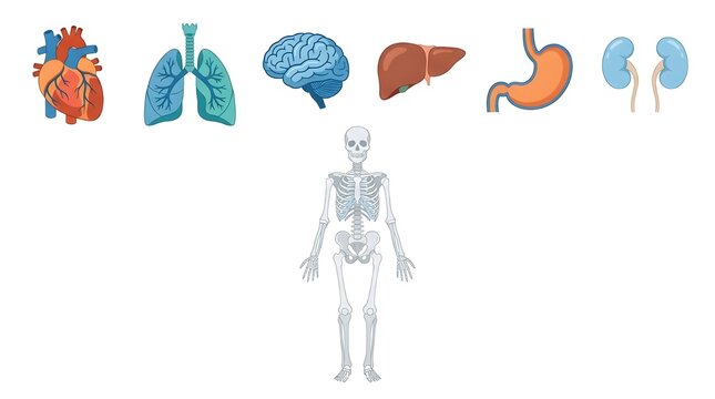 Human Internal Organs and Skeletal System Collection, Detailed Vector Illustration of Heart, Brain, Lungs, Liver, Stomach, Kidneys, and Anatomy Set for Medical Education