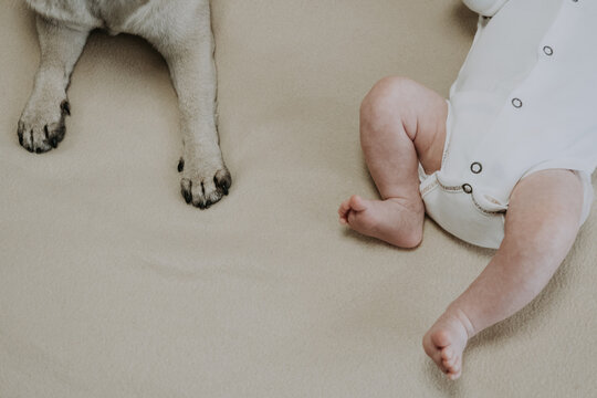 Close up of a pug paws and tiny baby feet resting on a soft beige blanket. The dog and baby feet interact. Concept of relationship between a child and pet. Happy lovely pet in family with child