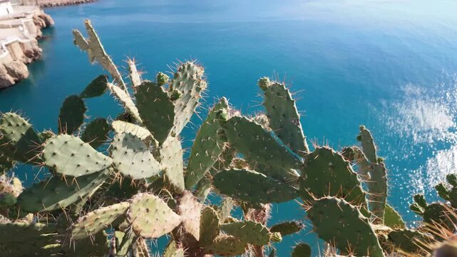 Wild opuntia cactus overlooking Mediterranean sea water with golden sunlight bokeh sparkles on bright summer day in Turkey.