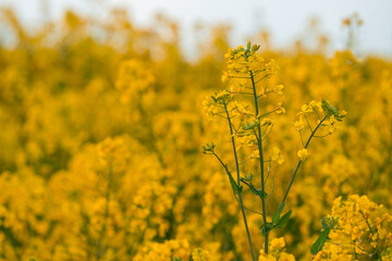Obraz premium Close up of yellow rapeseed flowers blooming in agricultural field at sunset, spring nature background for farming, ecology and sustainable agriculture concepts