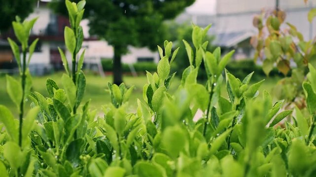 雨が降る公園の緑の葉と水滴 自然の潤いと癒しの環境イメージ