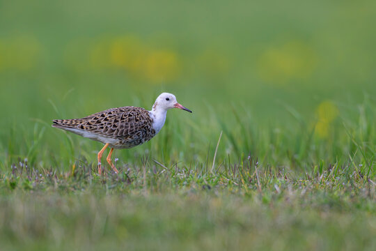 Kampfl&auml;ufer Calidris pugnax ruff