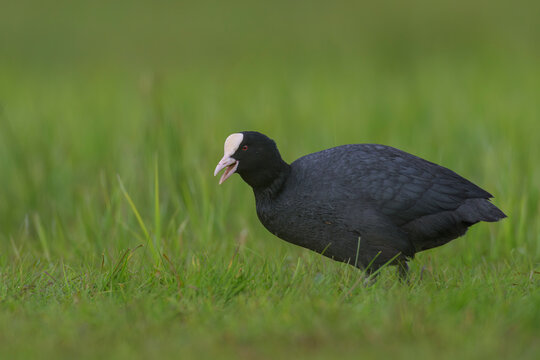 bl&auml;sshuhn fulica atra