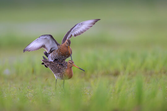 uferschnepfe limosa black-tailed godwit