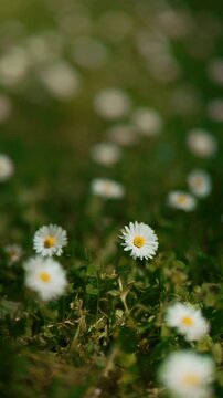 Close-up of fresh white daisies with yellow centers growing in a vibrant green field. A serene and natural scene showcasing delicate spring flowers in soft focus.