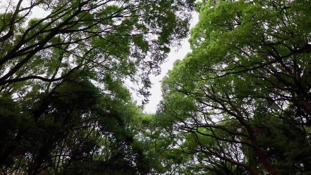 Long tree lined avenue in forest park guiding visitors toward Meiji Shrine entrance in Tokyo popular cultural landmark, Japan, 4k