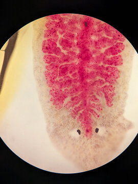 Planaria Flatworm Whole Mount With Injected Gastrovascular Canal System Revea