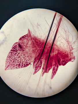 Nereis Parapodium Whole Mount Showing Notopodium Neuropodium Chaetae and C