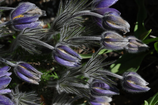 A detailed macro photograph of purple pasque flowers