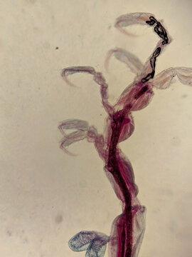 Caprella Skeleton Shrimp Whole Mount Showing Segmented Body and Clawed Append