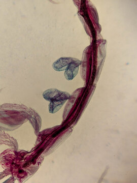 Caprella Skeleton Shrimp Whole Mount Showing Segmented Body and Clawed Append