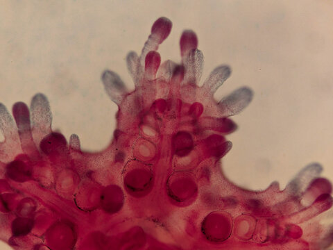 Starfish Bipinnaria Larva Whole Mount Showing Ciliated Arms and Internal Or