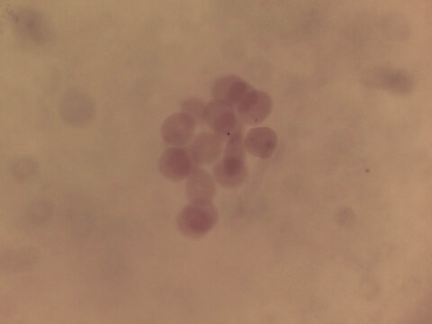 Cerebratulus Blastula Stage Embryo Showing Hollow Spherical Cell Clu