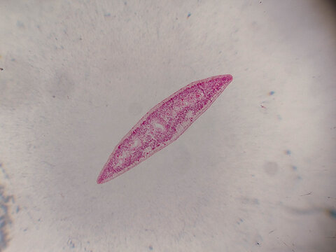 Planaria Flatworm Longitudinal Section Showing Internal Organ Structu