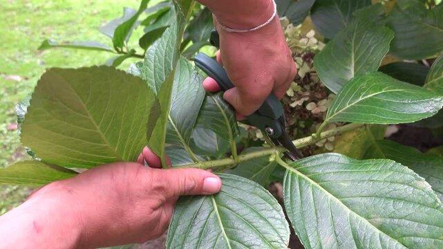 Gardener pruning hydrangea bush with shears in the backyard