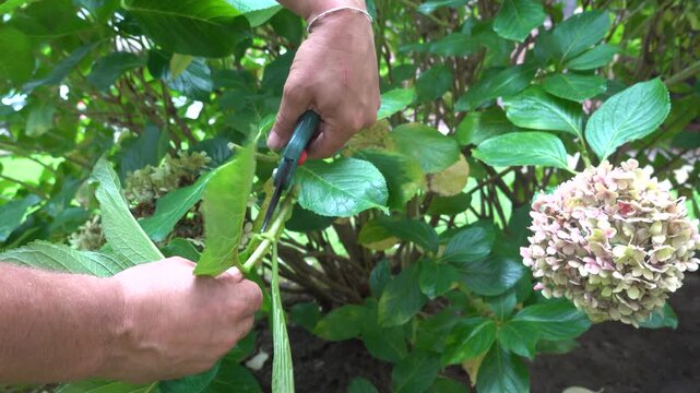 Gardener preparing hydrangea cuttings for propagation