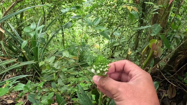 Calanthe triplicata (common Christmas orchid, Anggrek popocongan, Ahan abal, Lemba utan, Bunga tida lapis). This orchid is used for digestive disorders and tooth decay.
