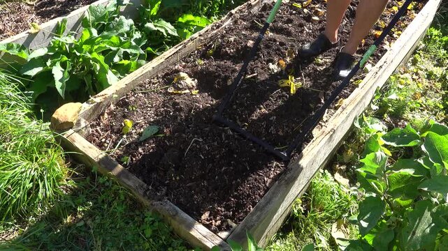 Farmer using a broadfork tool to aerate the soil in a raised garden bed