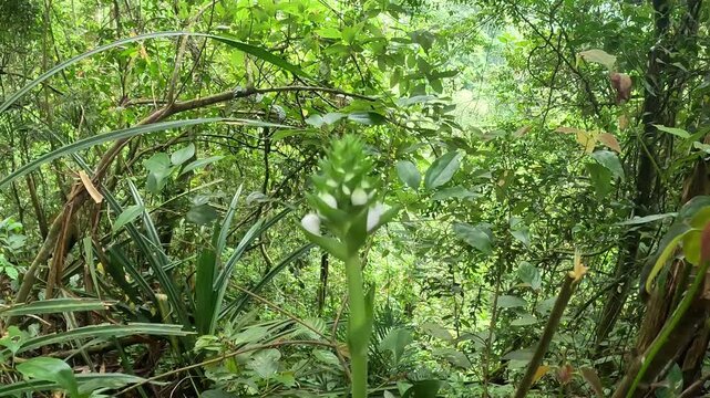 Calanthe triplicata (common Christmas orchid, Anggrek popocongan, Ahan abal, Lemba utan, Bunga tida lapis). This orchid is used for digestive disorders and tooth decay.