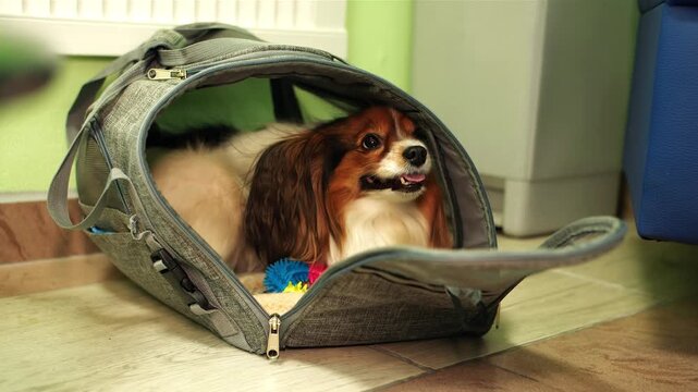 Dog resting inside travel bag on kitchen floor in veterinarian clinic. Calm and happy longhaired cozy domestic papillon nestled in carrier next to toy. Waiting in the reception area with gentle light