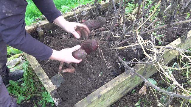 Farmer harvesting fresh yacon roots from backyard garden soil