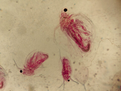 Daphnia Water Flea Multiple Specimens Showing Compound Eye Carapace and Brood Cham