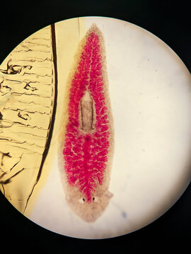 Planaria Flatworm Whole Mount With Injected Gastrovascular Canal System Revea