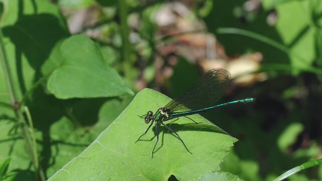 春の野山　風に揺れる草にとまるカワトンボ04