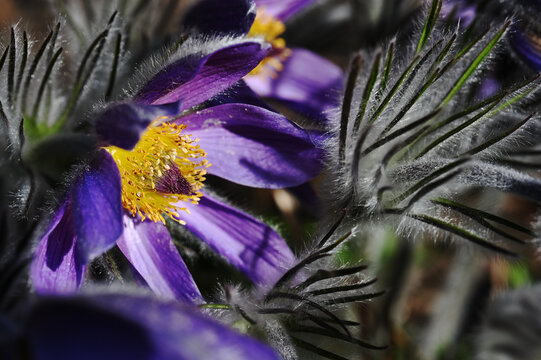 A detailed macro photograph of a vibrant purple pasque flower with a bright yellow center