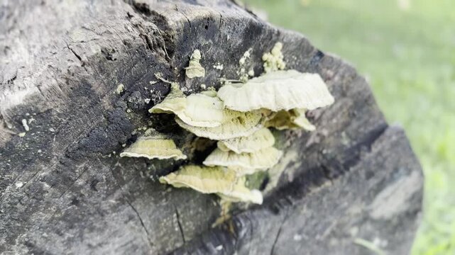 hongo seta cola de pavo turkey tail mushroom