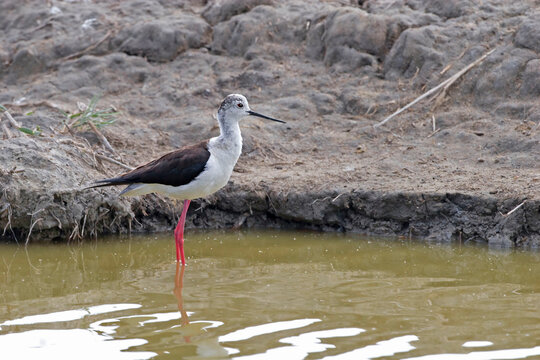 Black-winged Stilt, Himantopus himantopus, wading in wetlands