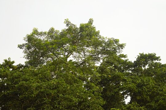 Langur monkey in treetop forest seen from Rapti River, Sauraha, Nepal