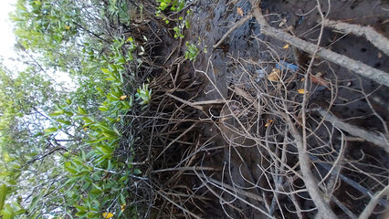 Fototapeta premium Mangrove Roots in a Muddy Estuary Along Tropical Coastline Habitat