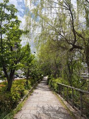 Fototapeta premium path in the park