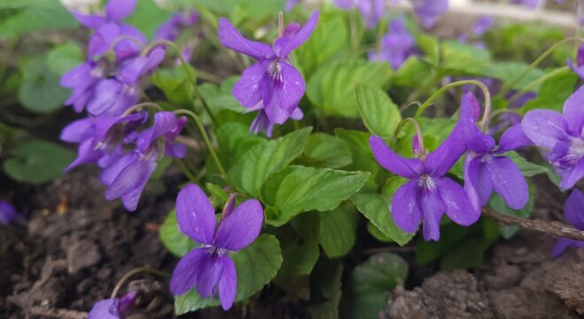 Beautiful blooming purple violets in a spring garden, closeup view with green foliage and dark soil
