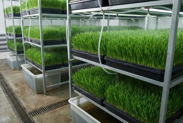 Obraz premium Hydroponic fodder system growing trays of lush sprouted green barley grass