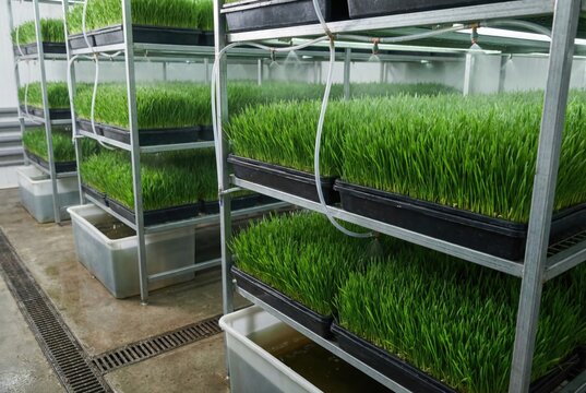 Hydroponic fodder system growing trays of lush sprouted green barley grass