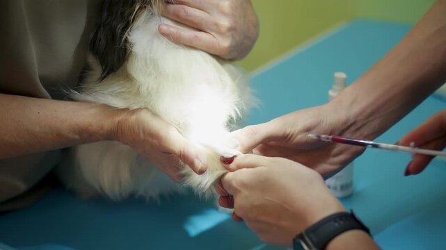 Assistant helps to keep longhaired dog steady during blood sampling through syringe under bright light in veterinarian clinic. A male hand applies sterile cotton swab to the injection site of papillon