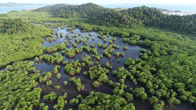 Green Mangrove Forest Wetland Ecosystem Aerial View Landscape