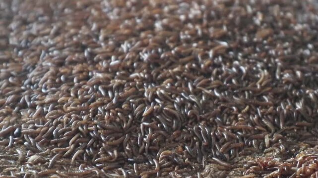 Super worms crawling. Super worms Zophobas morio, larvae. 